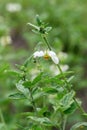 Chilean stinging nettle Loasa triphylla var. vulcanica pending white flower Royalty Free Stock Photo